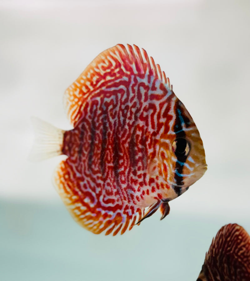 Maze Viper Discus