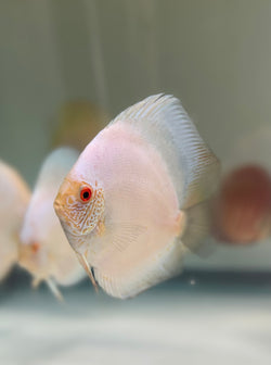 White Scorpion Discus