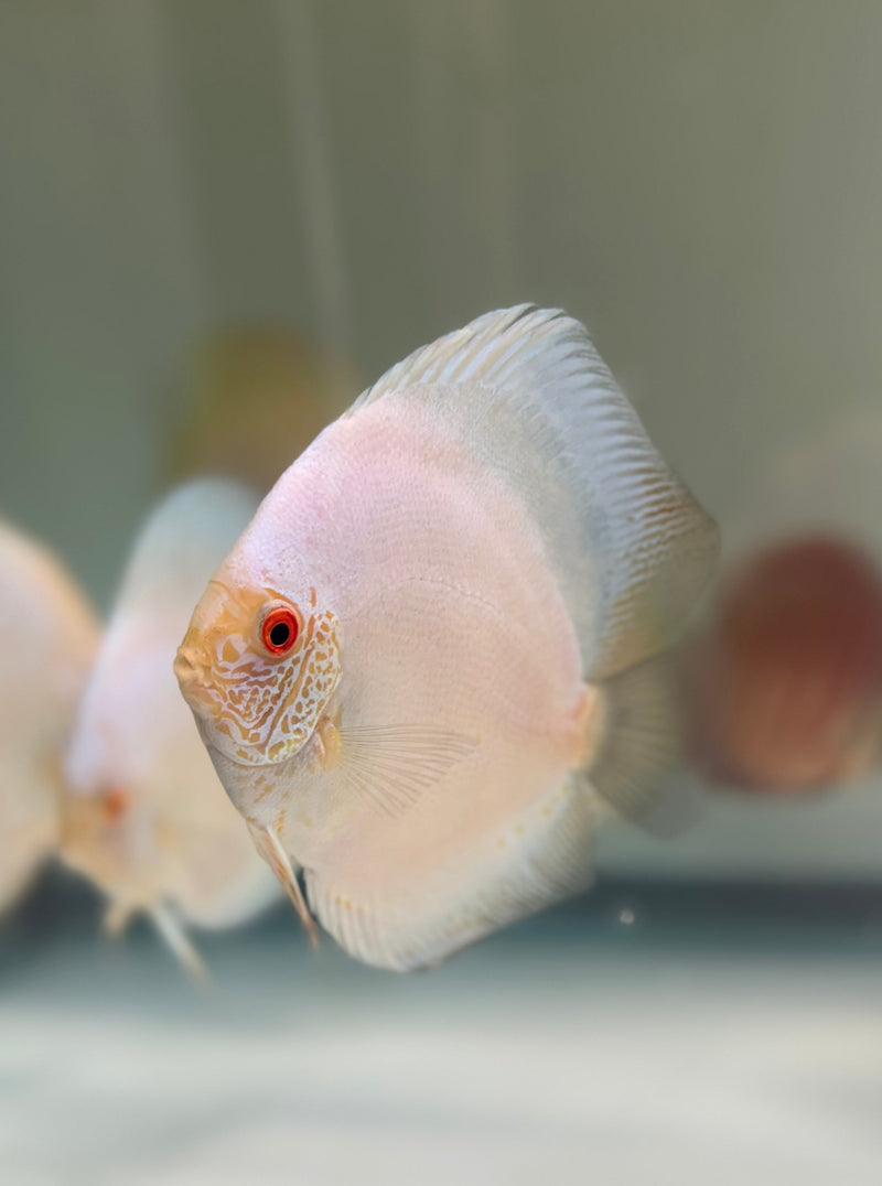 White Scorpion Discus