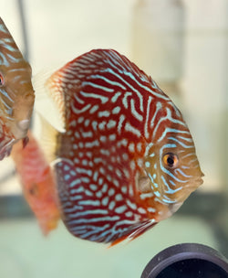 Red Pearl Turquoise Discus