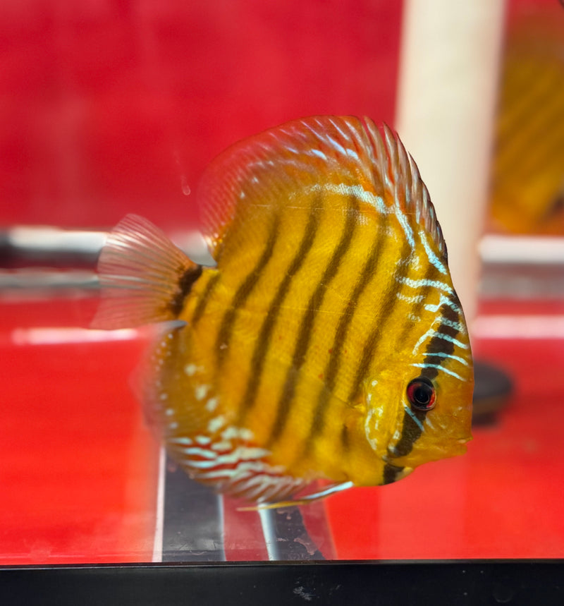 Wild Green Cross Discus