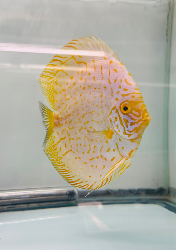 Golden Tiger Discus