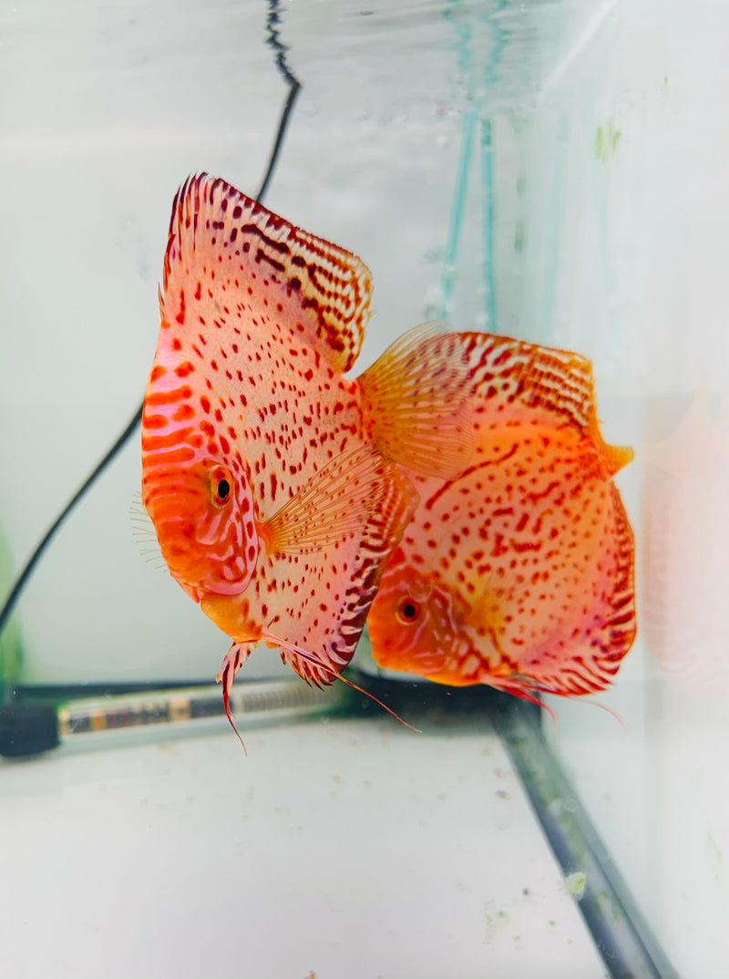 White Leopard Discus Potential Pair