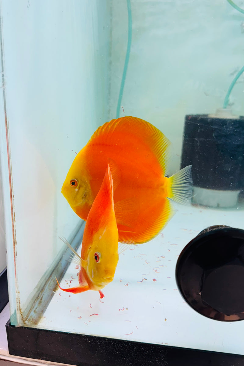 Red Golden Diamond X Golden Knight Discus Potential Pair