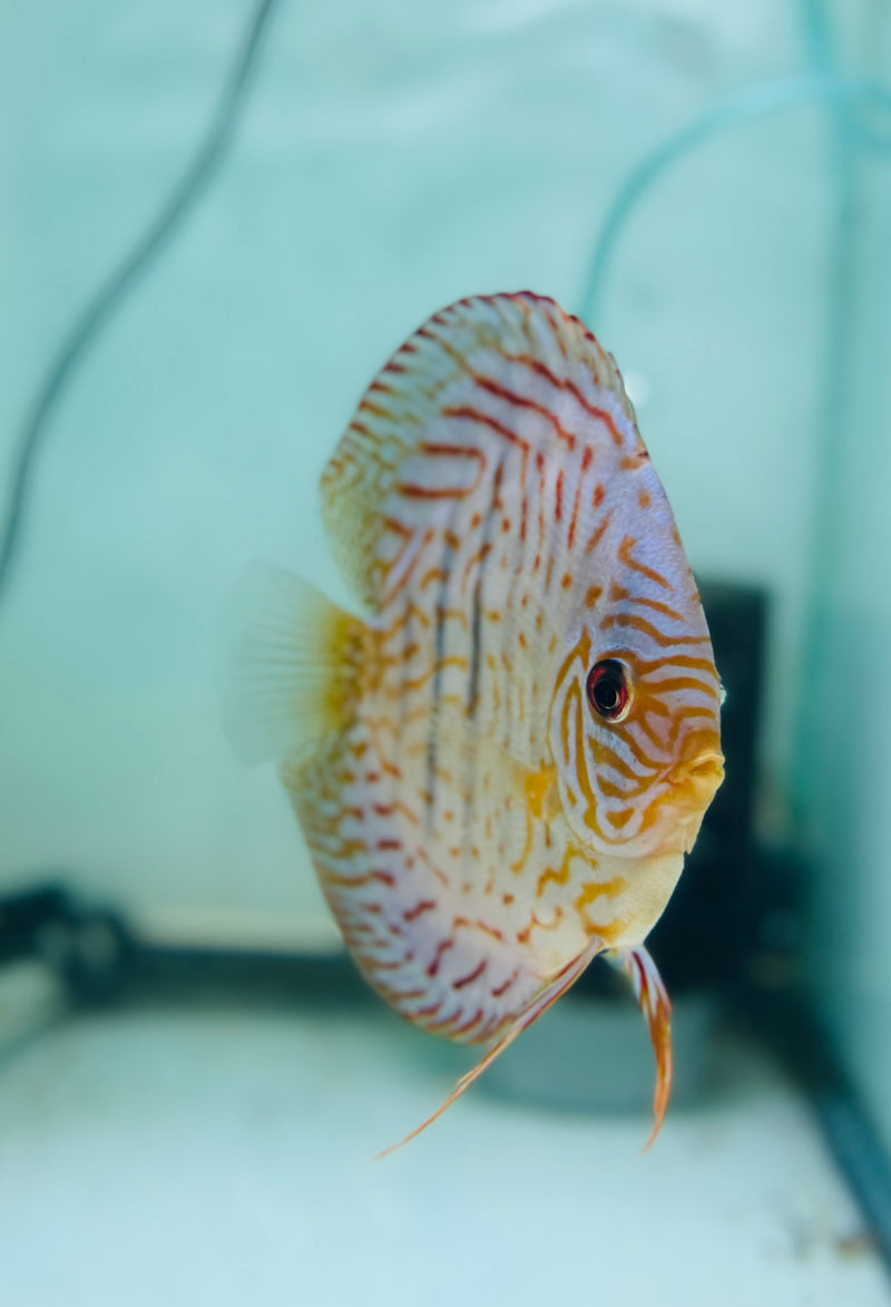 Altum Flora X Blue Tiger Discus Potential Pair