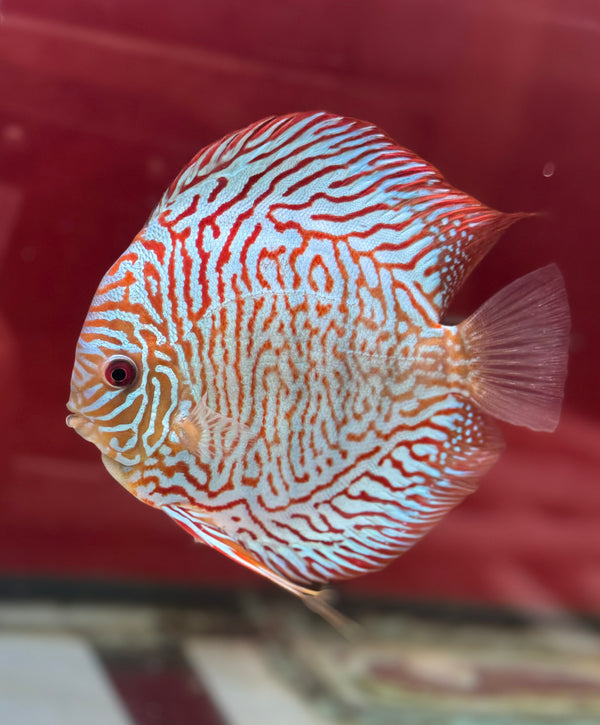 Tiger Turquoise Discus(Ricky Lim)