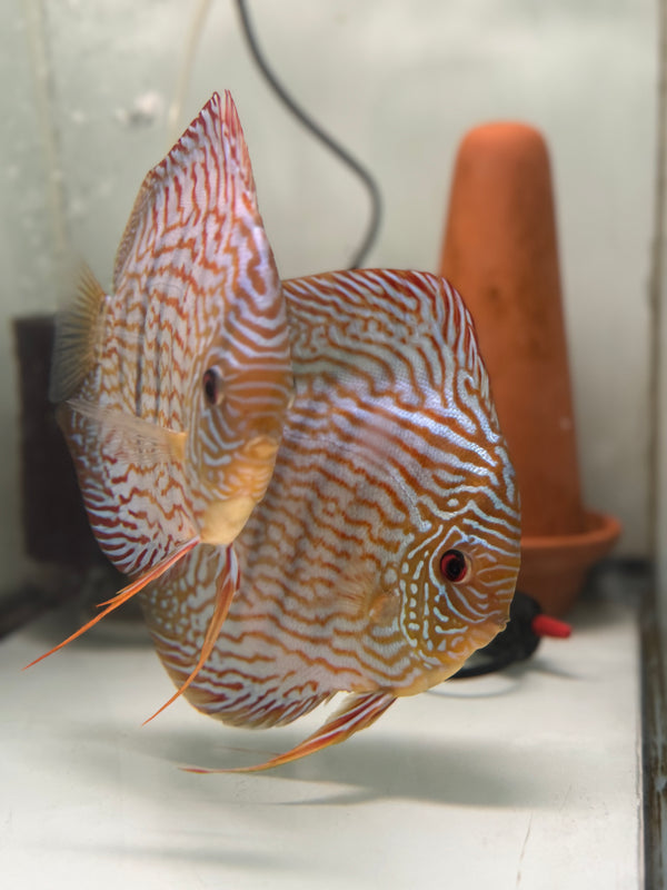 Red Turquoise X Altum Flora Discus Proven Pair