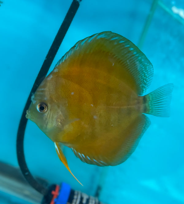 Yellow Wild Cross Discus