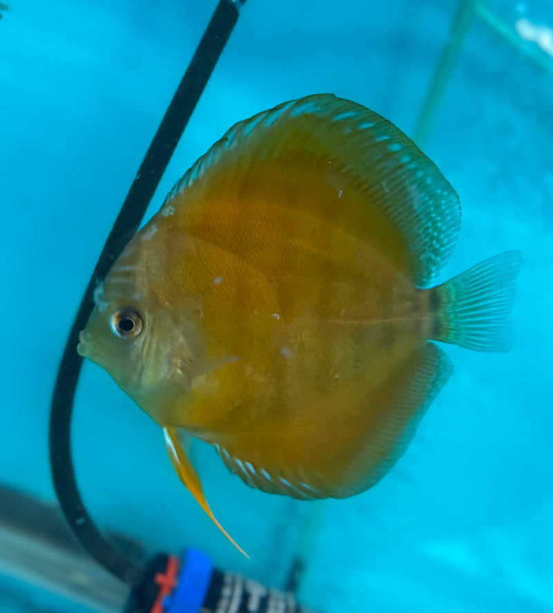 Yellow Wild Cross Discus