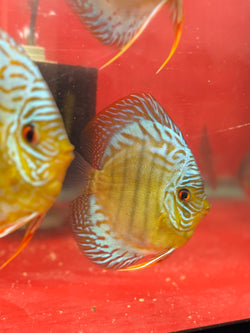 Ninja Cobalt Discus