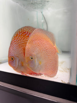 Moonstone X Snow Panthera Discus Potential Pair