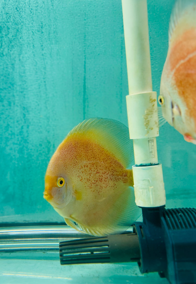 Snow Leopard Discus Potential Pair