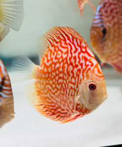 Red Dragon Discus