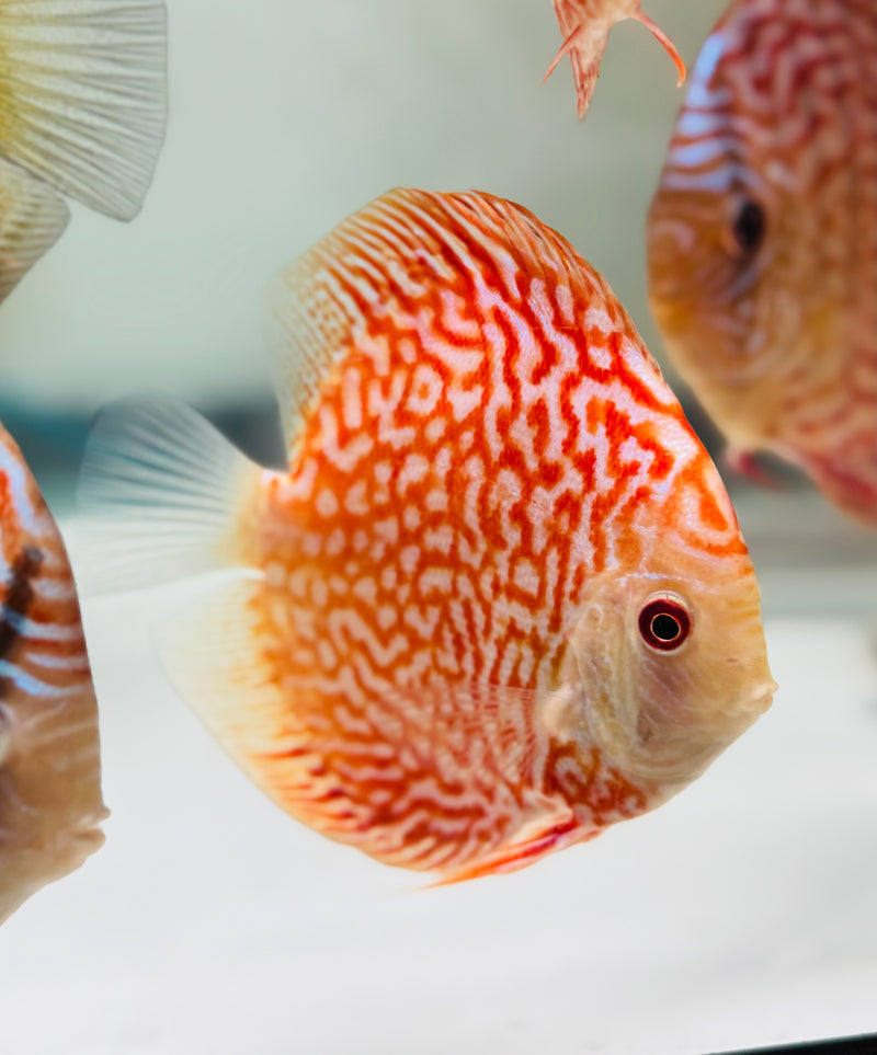 Red Dragon Discus