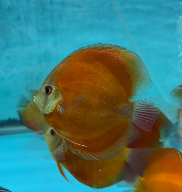 Rose Red Discus