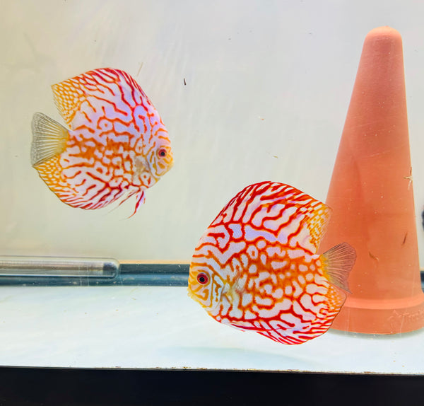 Red Panda Discus