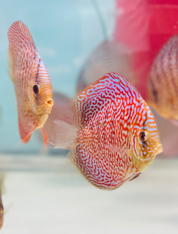 Sakura Spotted Discus