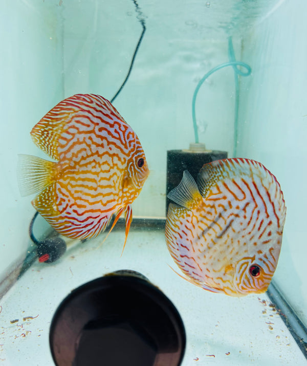 Altum Flora X Blue Tiger Discus Potential Pair