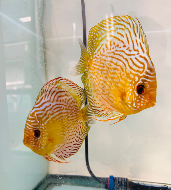 Spotted Green Tefe Discus Potential Pair
