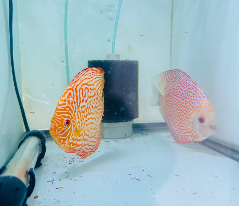 Albino Dragon X Spotted Pigeon Discus Potential Pair