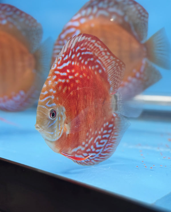 Red Curipera Wild Cross