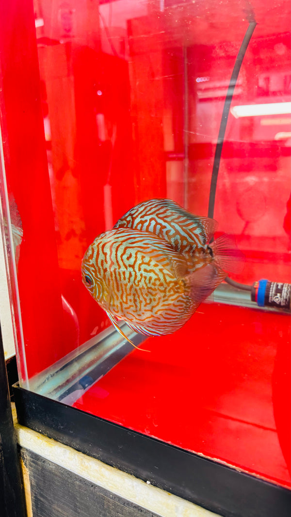 Blue Tiger Carnation Discus Potential Pair