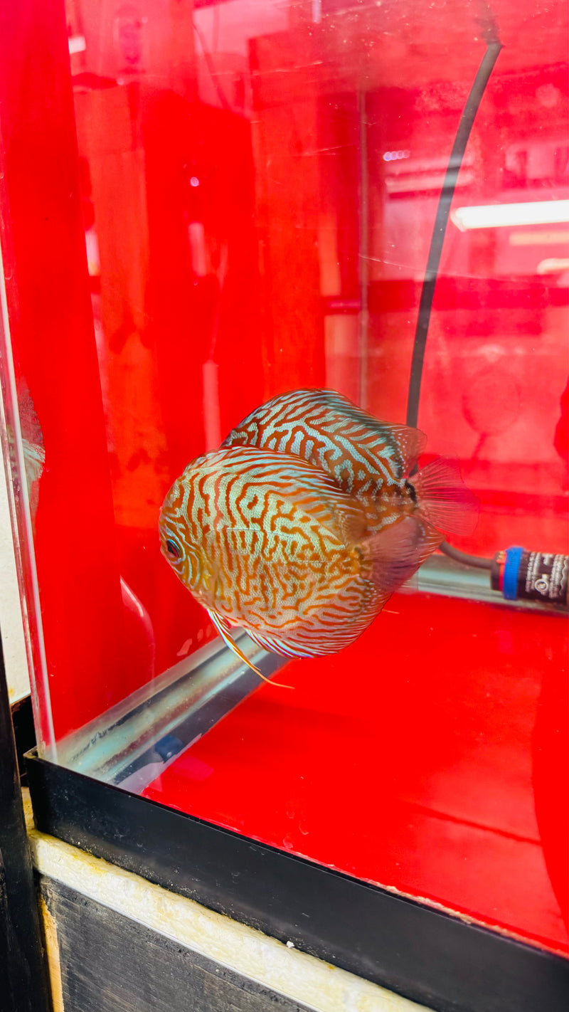 Blue Tiger Carnation Discus Potential Pair