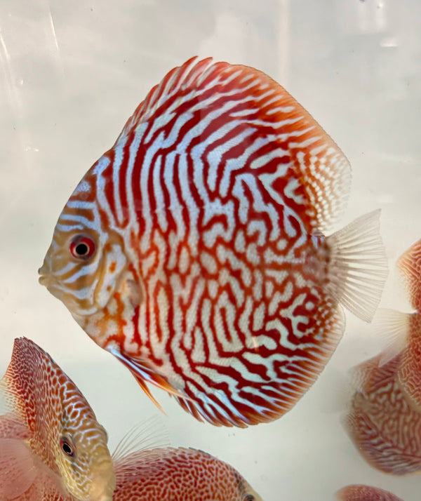 Red Tiger Turquoise Discus