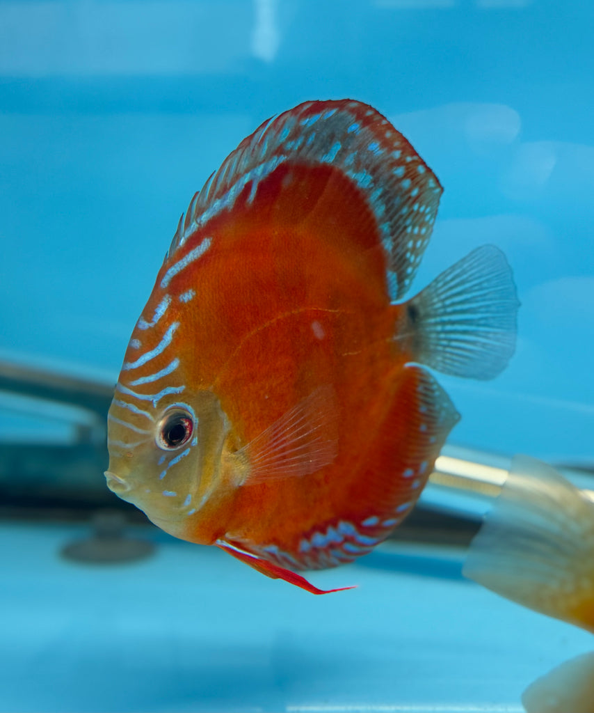 Red Curipera X Curipera Discus Potential Pair