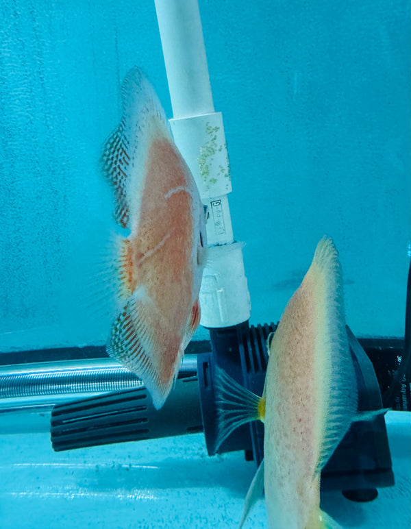 Snow Leopard Discus Potential Pair