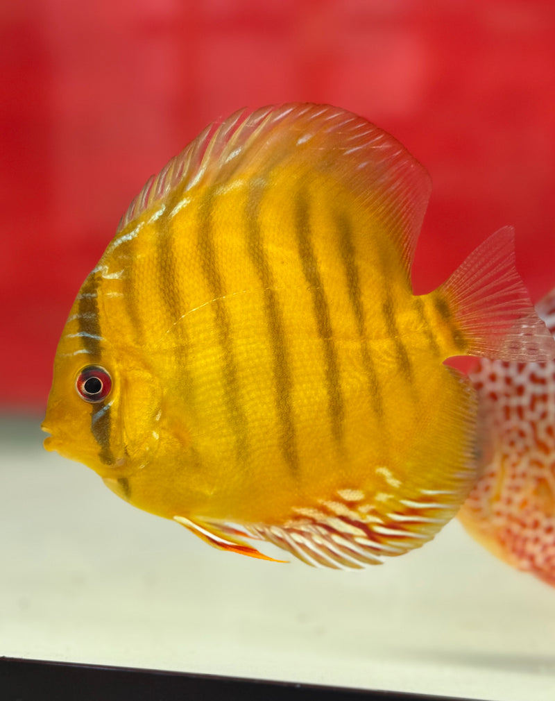 Wild Green Cross Discus