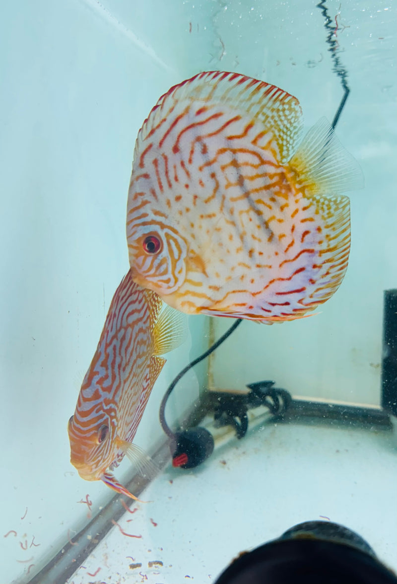 Altum Flora X Blue Tiger Discus Potential Pair