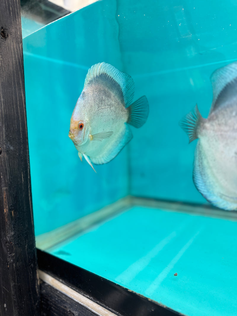 Mercury Discus Potential Pair