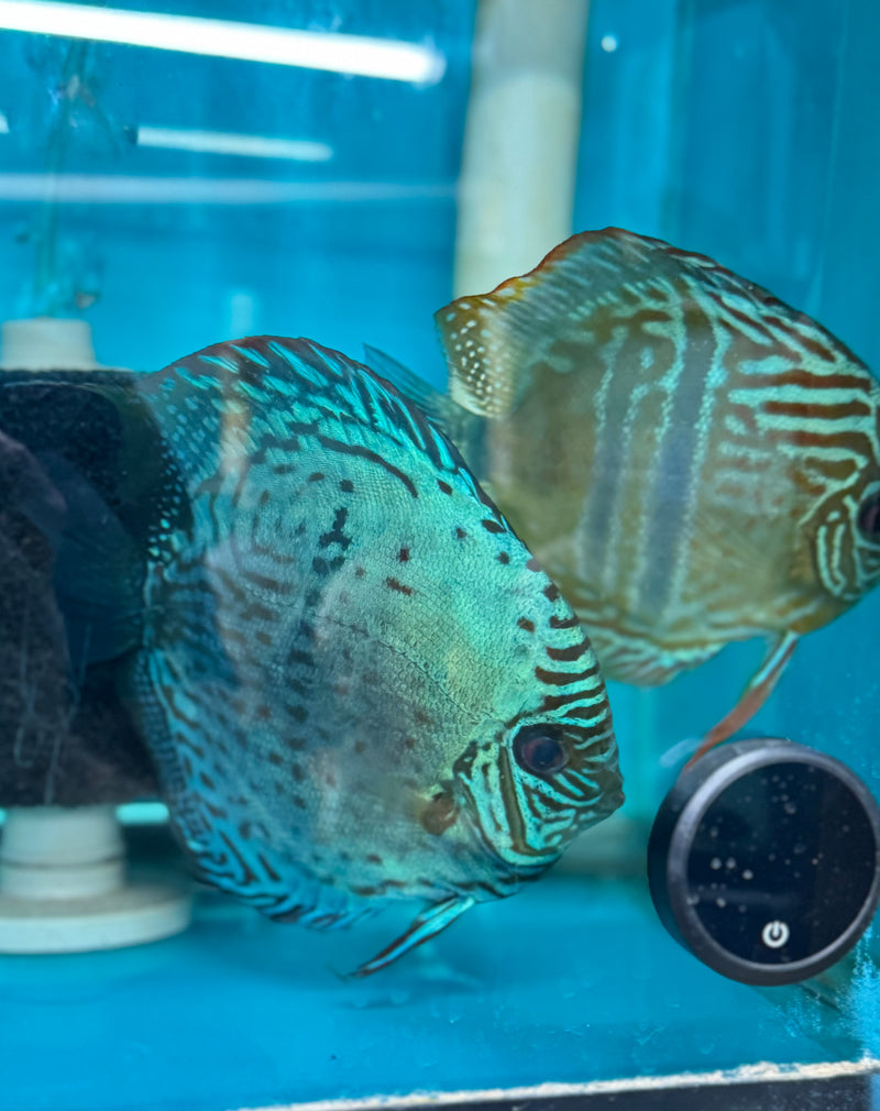 Green Nhamunda X Ica Heckel Discus Potential Pair