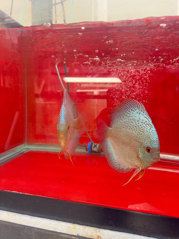 Blue Scorpion Discus Potential Pair