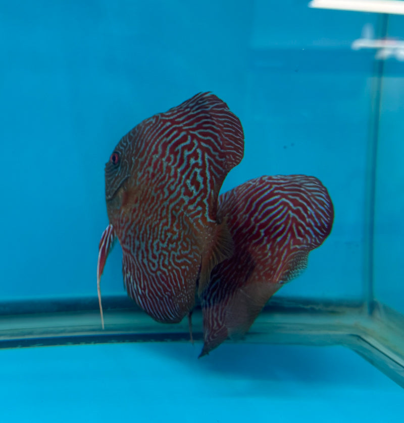 Super Red Bamboo Cobra Discus Potential Pair