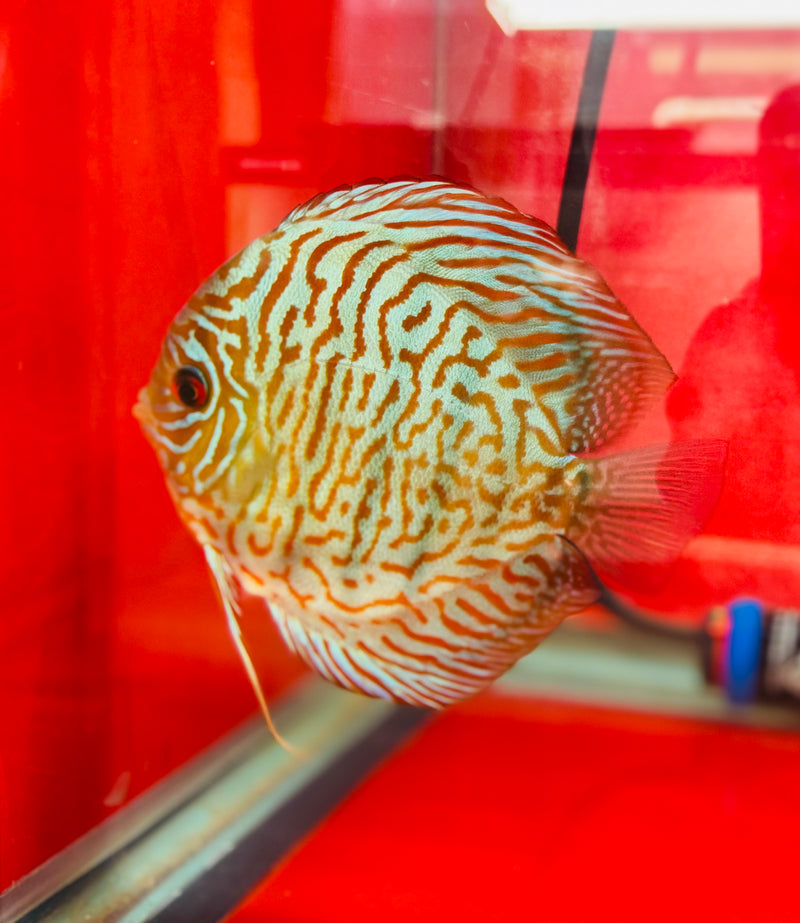 Blue Tiger Carnation Discus Potential Pair