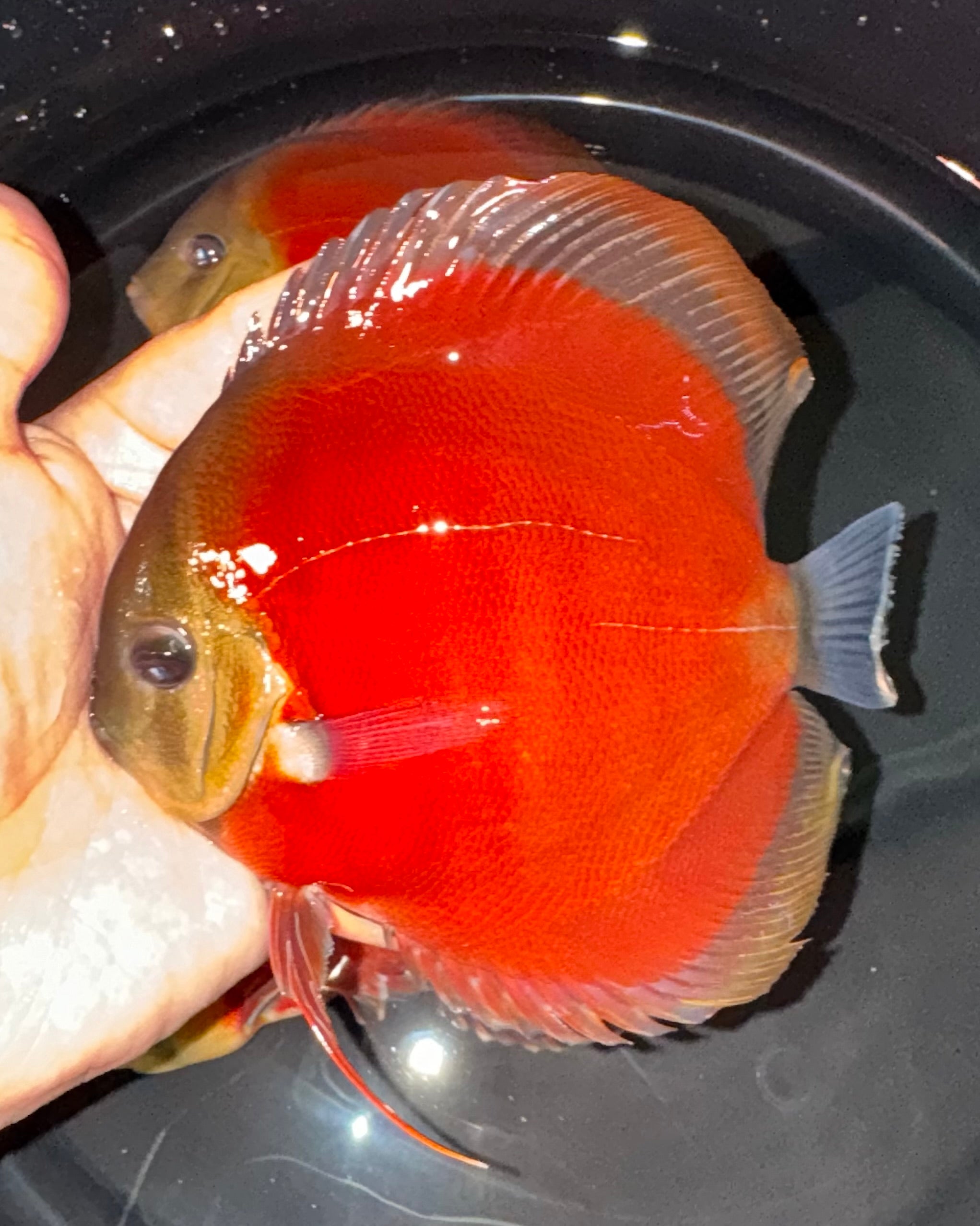 Red Cover Rims Discus Super Red Cover (Blue Rim) – Myrtle Beach Discus