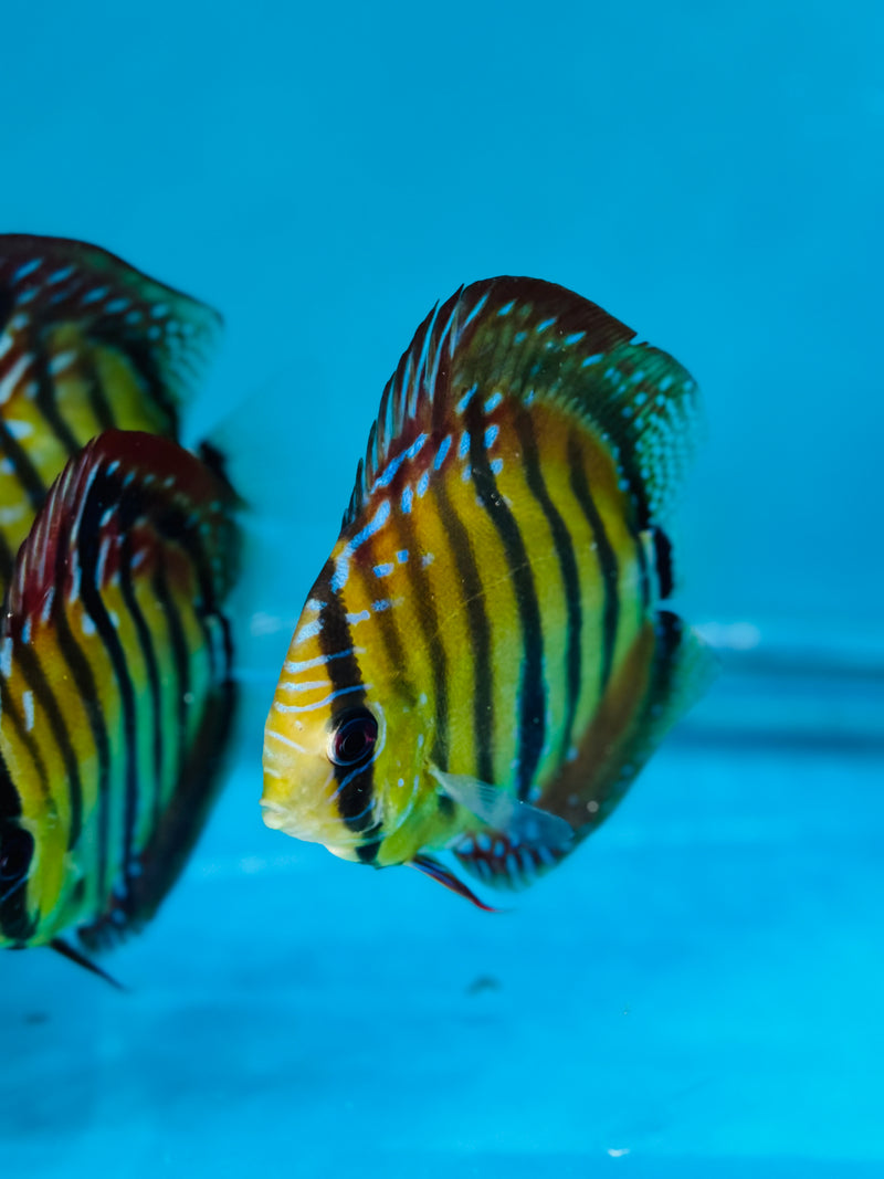 Paralenquer Discus