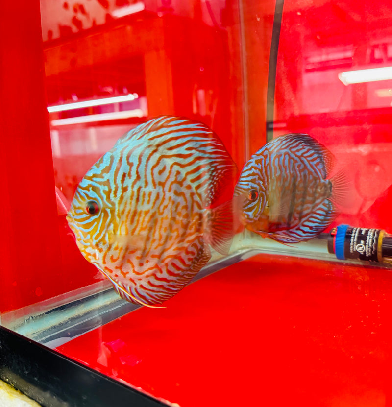 Blue Tiger Carnation Discus Potential Pair