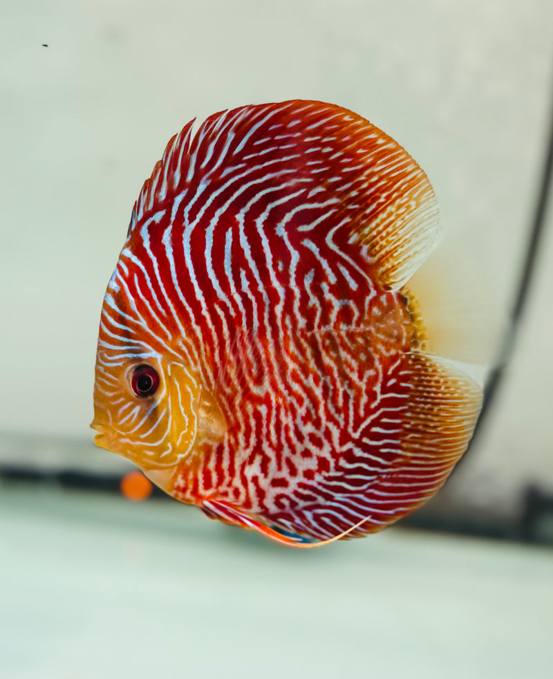 Super Red Bamboo Cobra Discus