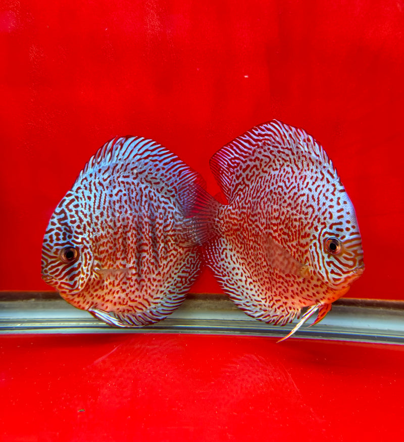 King Viper Discus Potential Pair