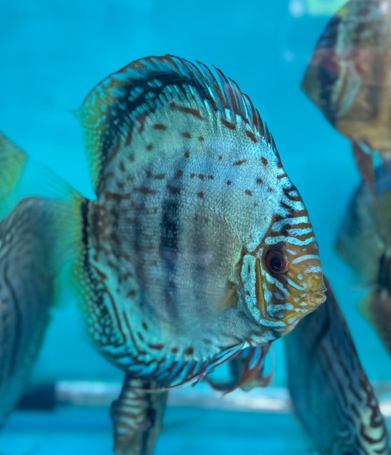 Green Nhamunda Heckel Cross Discus