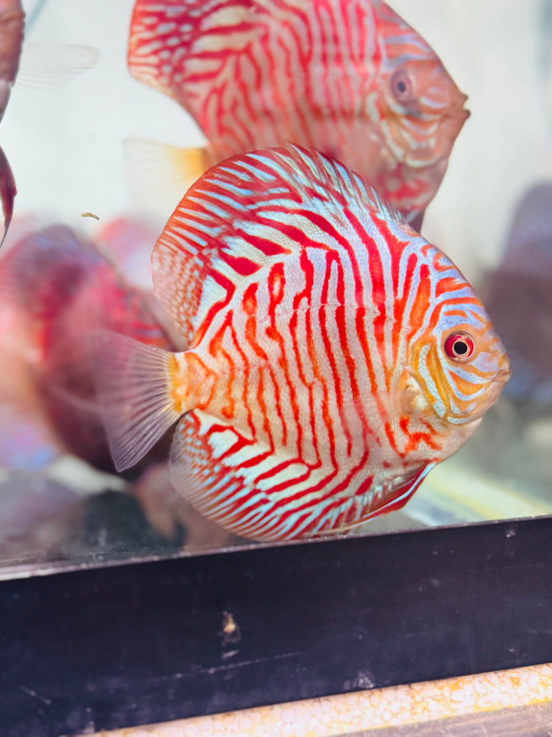 Silver Tiger Discus