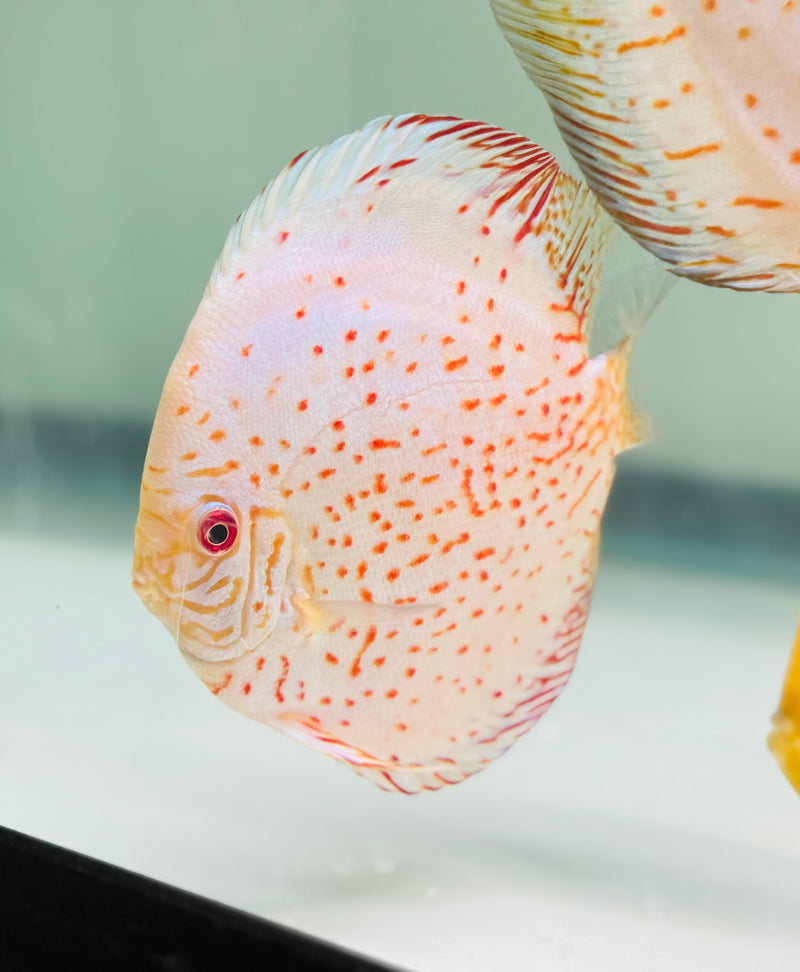 White Rose Discus