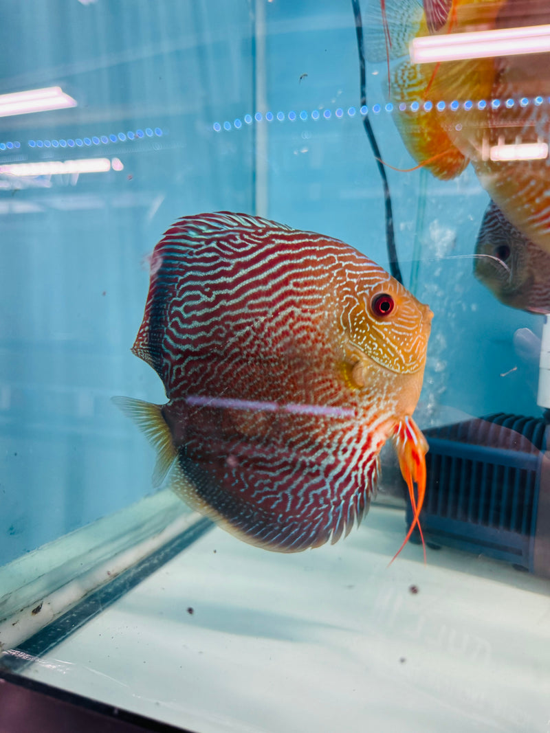 Starlight Snakeskin Discus