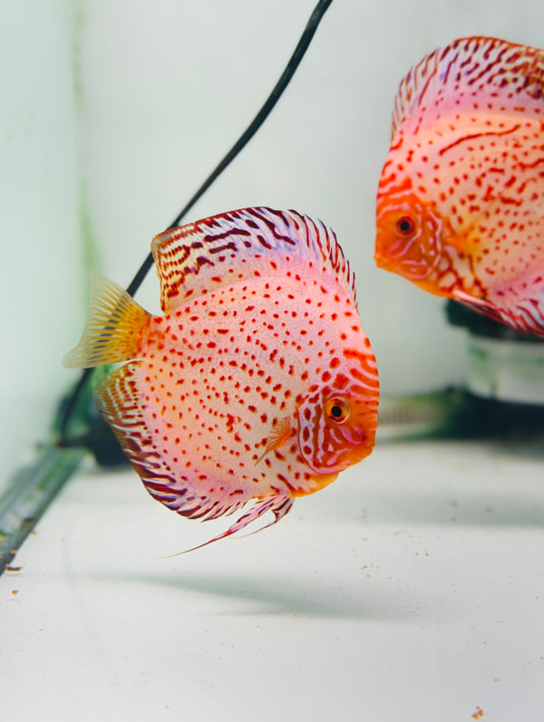 White Leopard Discus Potential Pair