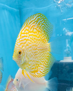 Yellow Leopard Discus