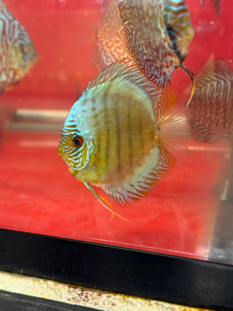 Ninja Cobalt Discus