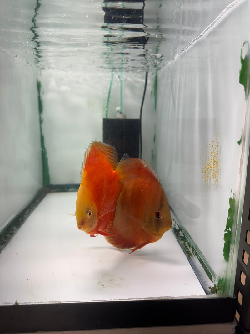 Super Red Valentines X Rose Royalty Proven Pair